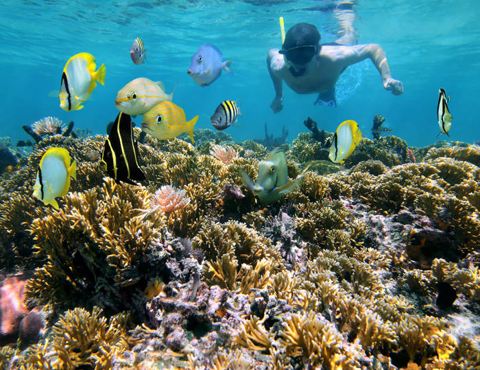Man,Snorkeling,Underwater,On,A,Shallow,Coral,Reef,With,Tropical